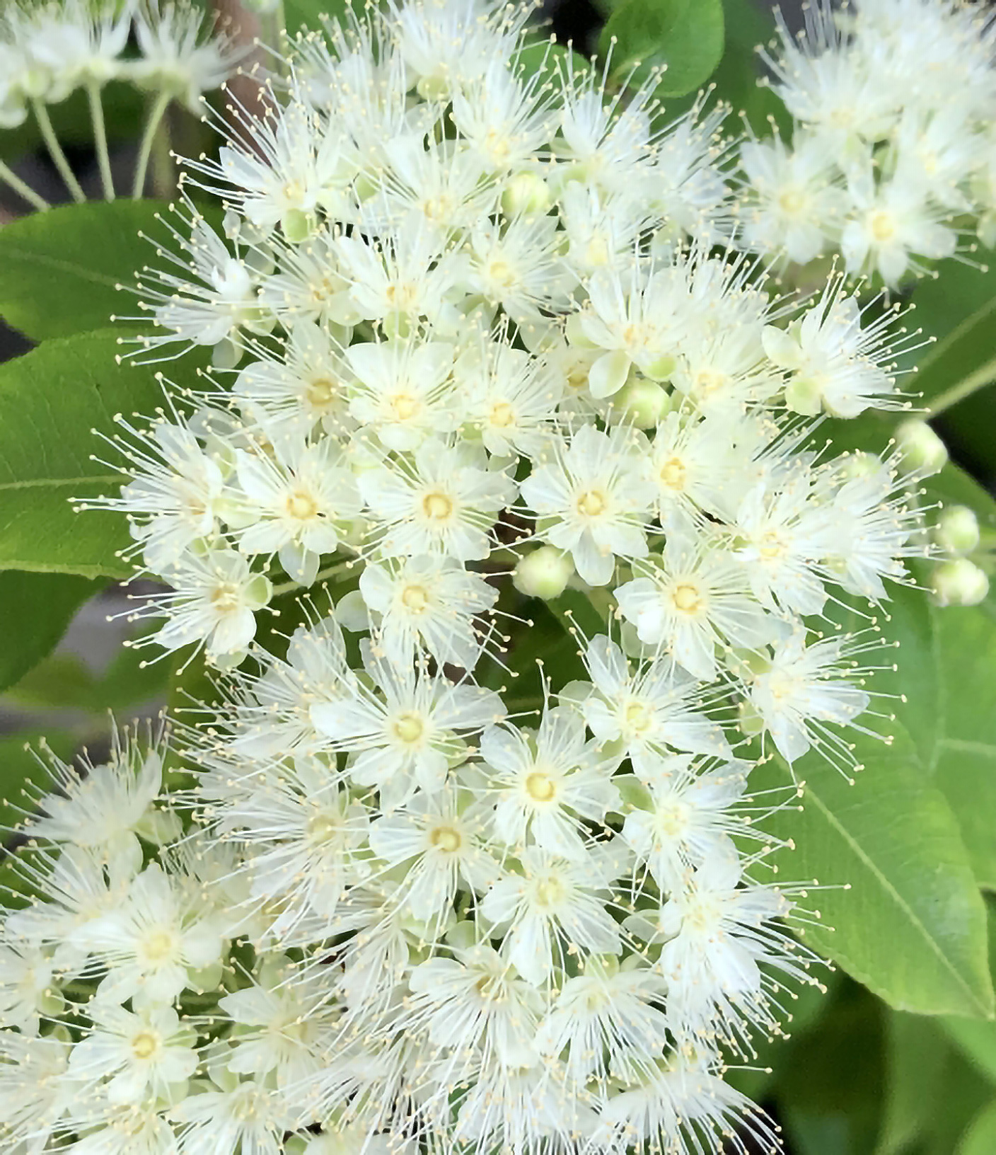 ブレストアロマ協会の理念